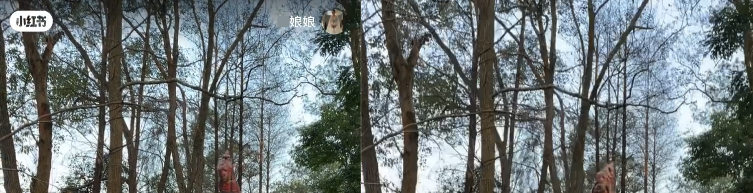 左:原始视频,左上右上各有一个 Logo/图标。右:去水印高级版自动擦除效果